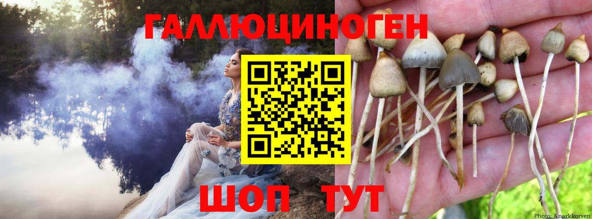 как найти закладки  Псилоцибиновые грибы GOLDEN TEACHER  Галлюциногенные грибы прущие грибы  Вход с VPN  Можайск 